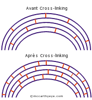 Avant après Cross-linking